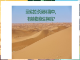 苏教版（2024）科学三年级下册 3.11.沙漠中的植物（课件）