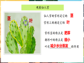 苏教版（2024）科学三年级下册 3.11.沙漠中的植物（课件）