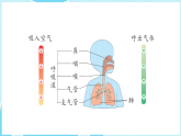 苏教版（2024）科学三年级下册 5.17.人的呼吸器官（课件）