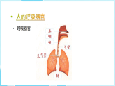 苏教版（2024）科学三年级下册 第五单元 人的呼吸和消化 单元小结（课件）