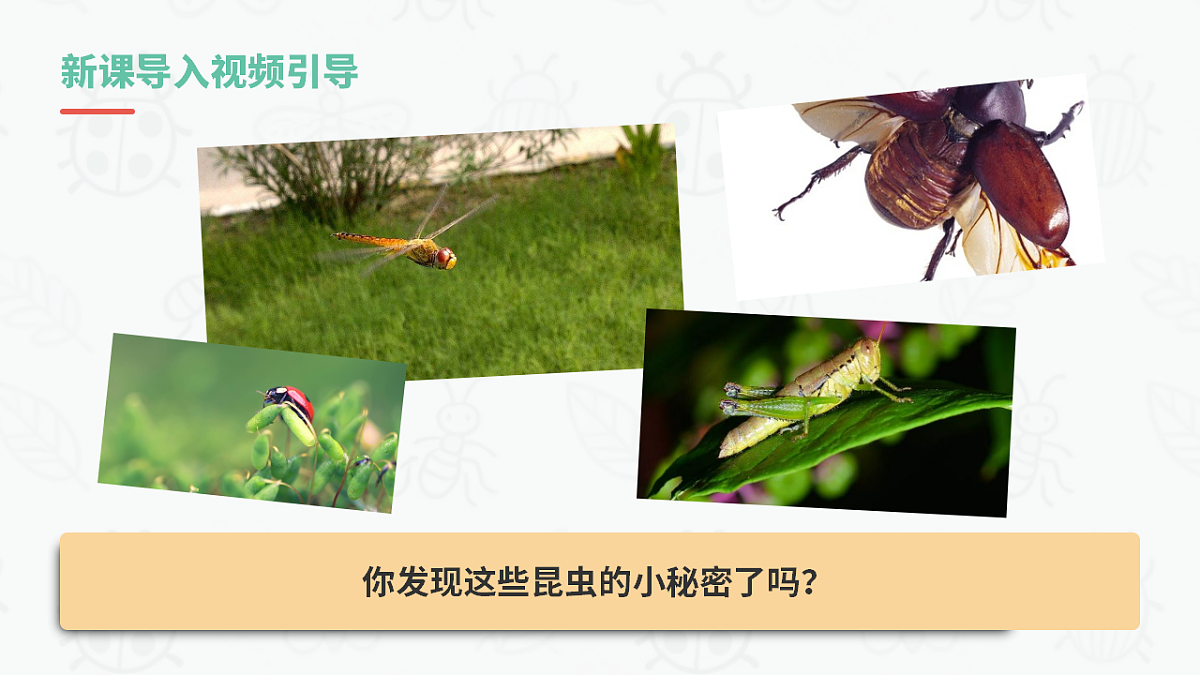 昆虫备忘录 第3页