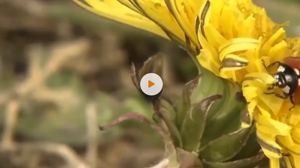 昆虫备忘录 第5页