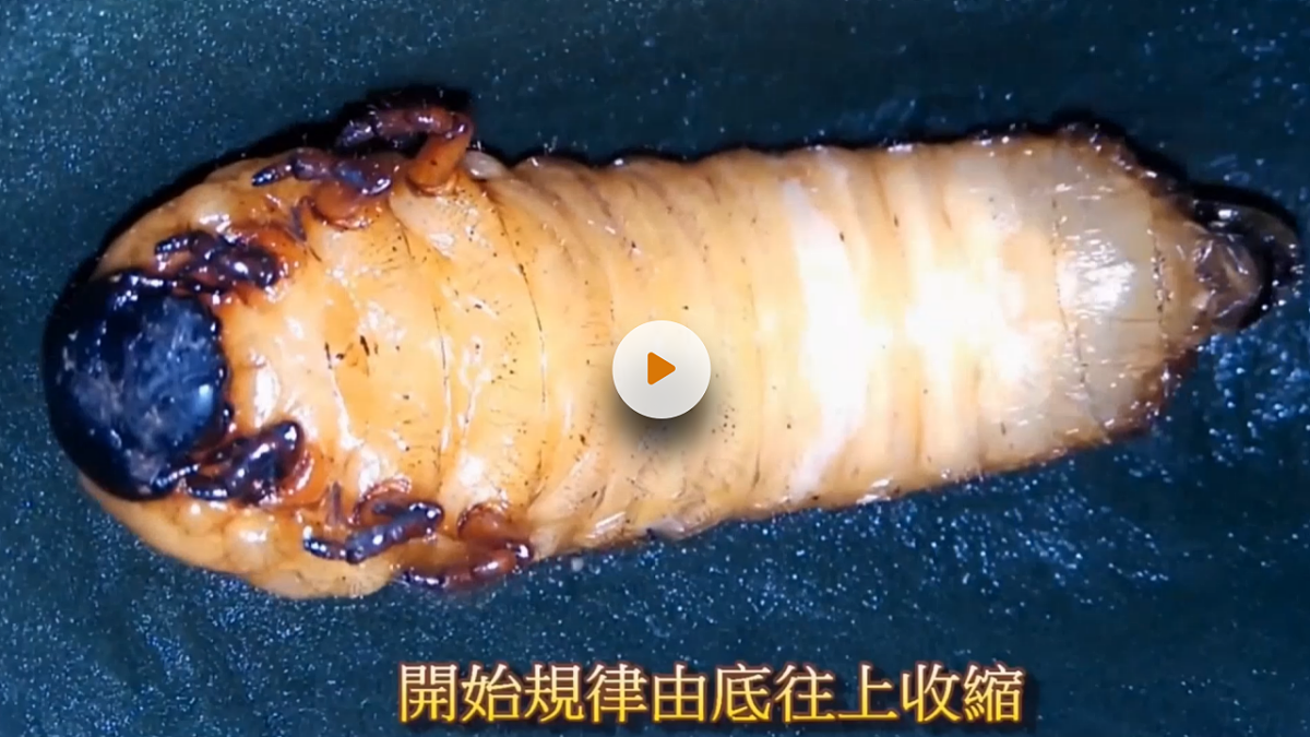 昆虫备忘录 第6页