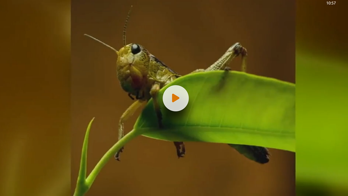 昆虫备忘录 第7页