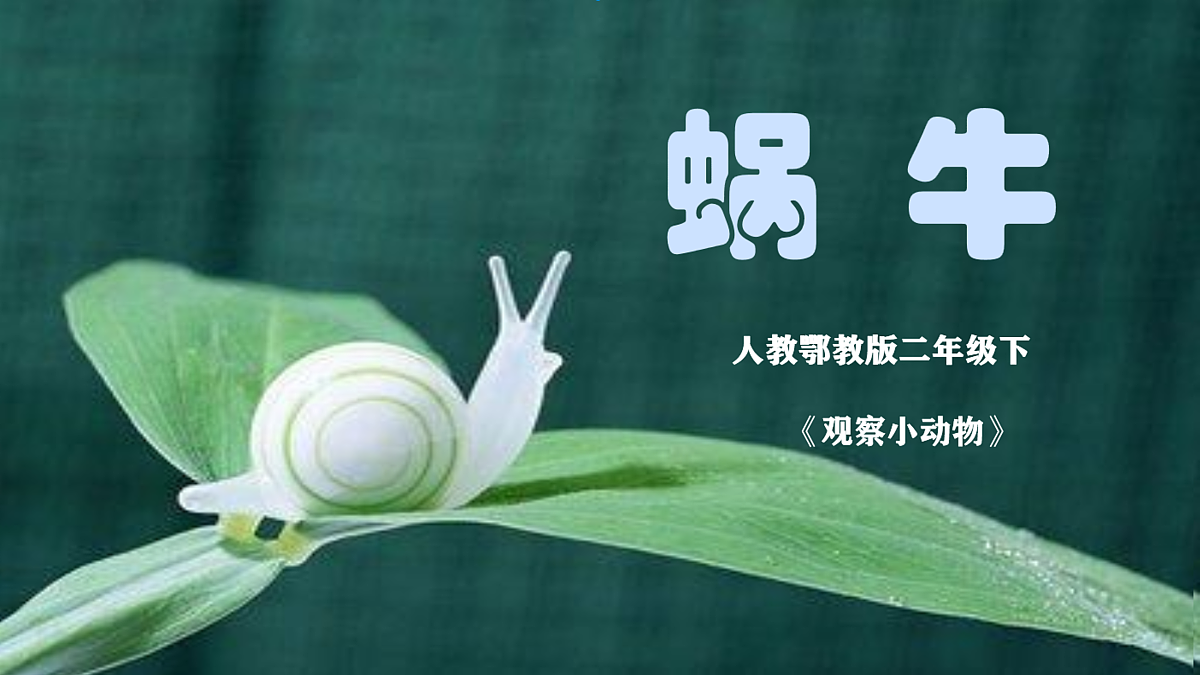 【新课标】3.8《蜗牛》课件（25张ppt）第1页