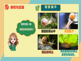 人教鄂教版小学科学二年级下册 3.8《蜗牛》2026课件+实验视频