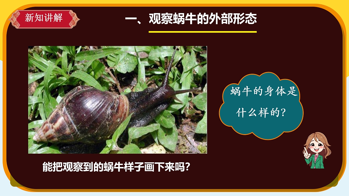 【新课标】3.8《蜗牛》课件（25张ppt）第5页