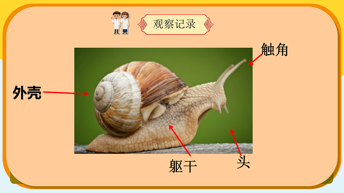 【新课标】3.8《蜗牛》课件（25张ppt）第7页