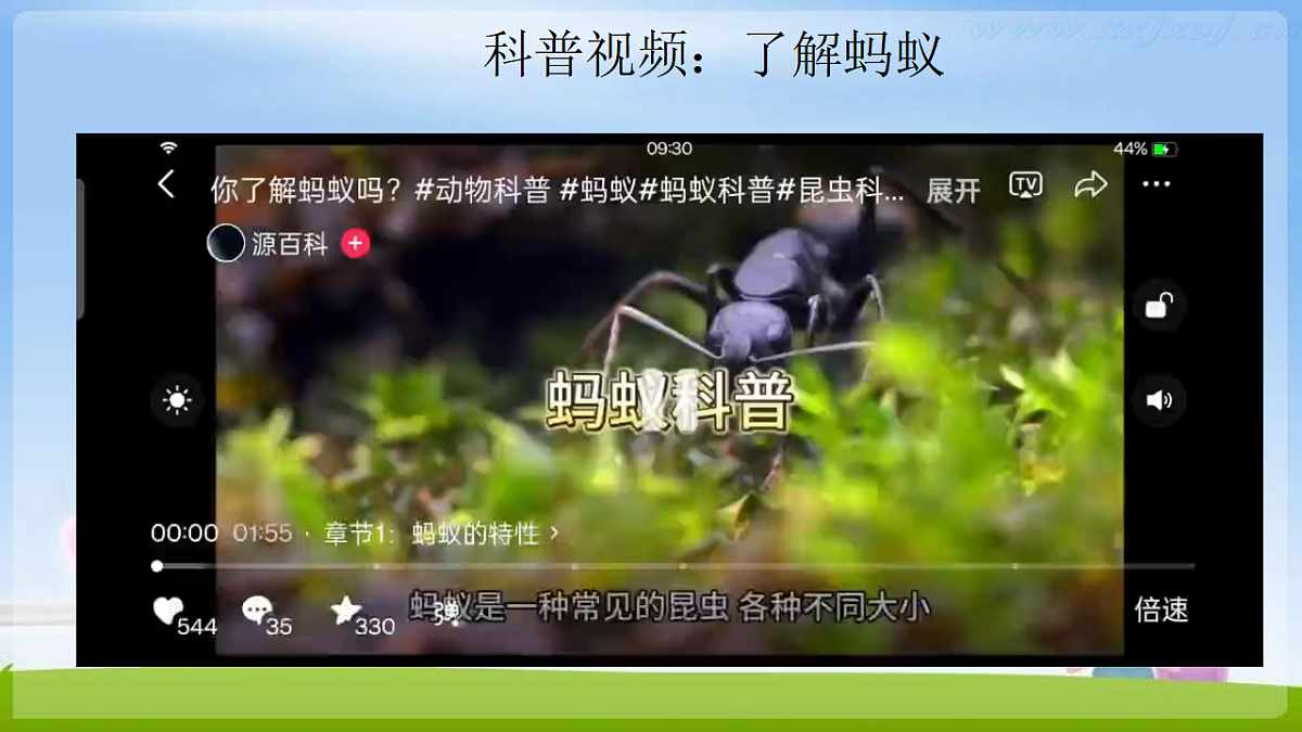 3.7《蚂蚁》（2006）新课件第4页