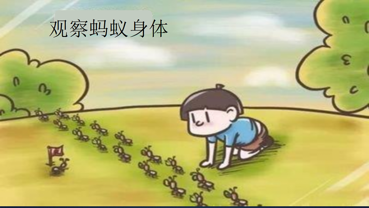3.7《蚂蚁》（2006）新课件第5页