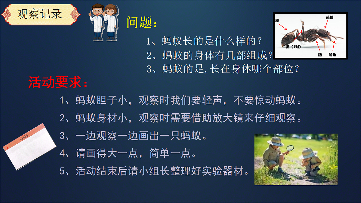 3.7《蚂蚁》（2006）新课件第7页