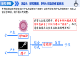 第8单元 20.2 基因的传递 第1课时（教学课件）-2025-2026学年八年级生物下册（苏科版2024）