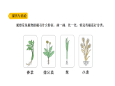 小学科学新大象版三年级下册体验单元 《藕是根还是茎》教学课件（2026春）