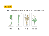 小学科学新大象版三年级下册体验单元 《藕是根还是茎》教学课件（2026春）