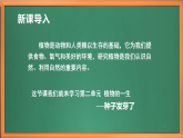 苏教版小学科学三上第二单元《5 种子发芽了》课件+教案+视频