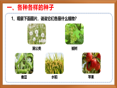 苏教版小学科学三上第二单元《5 种子发芽了》课件+教案+视频