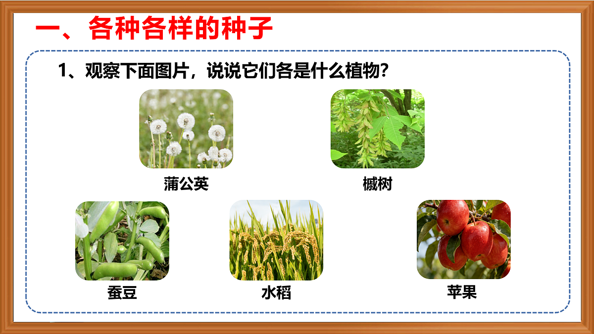 苏教版小学科学三年级下册第二单元《5.种子发芽了》课件+作业设计+视频第4页