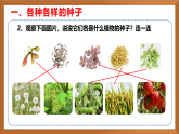 苏教版小学科学三上第二单元《5 种子发芽了》课件+教案+视频