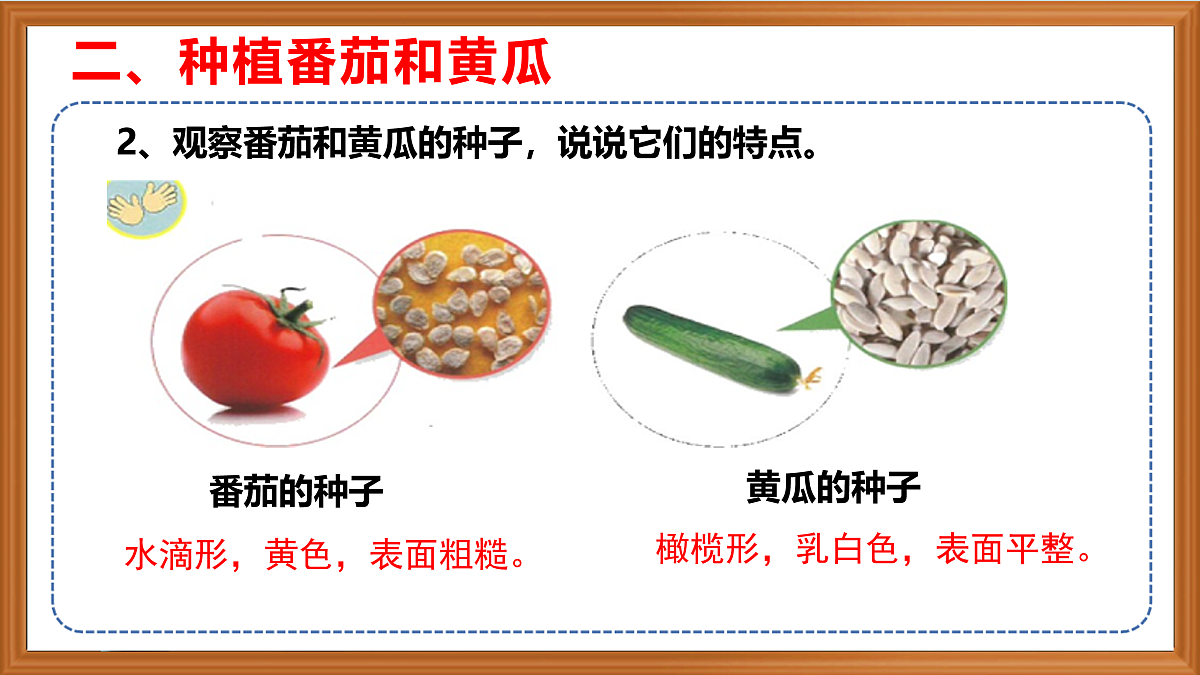 苏教版小学科学三年级下册第二单元《5.种子发芽了》课件+作业设计+视频第8页