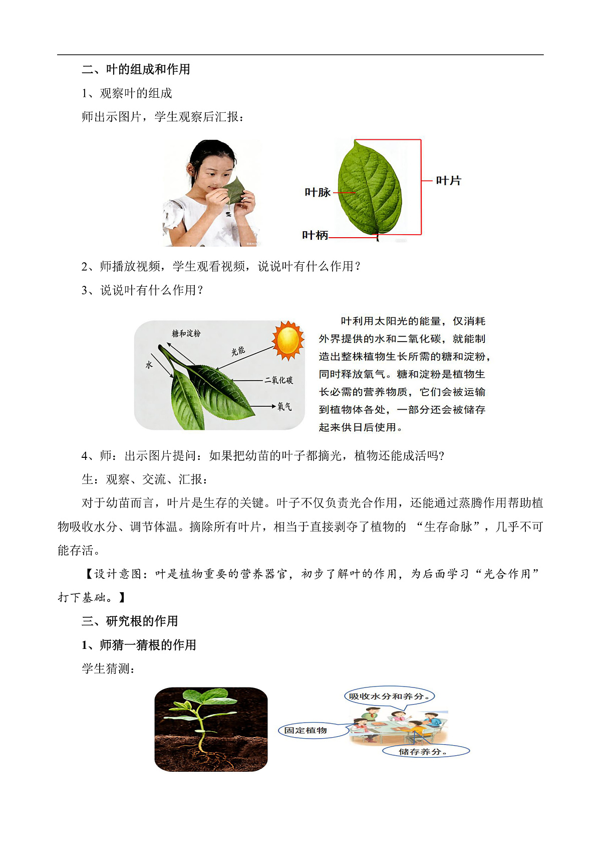 苏教版小学科学三年级下册《6.幼苗长大了》教案第3页