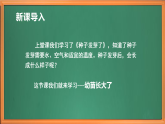 苏教版小学科学三下第二单元《6 幼苗长大了》课件+教案+视频
