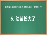 苏教版小学科学三下第二单元《6 幼苗长大了》课件+教案+视频