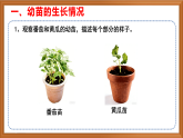 苏教版小学科学三下第二单元《6 幼苗长大了》课件+教案+视频