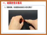 苏教版小学科学三下第二单元《6 幼苗长大了》课件+教案+视频