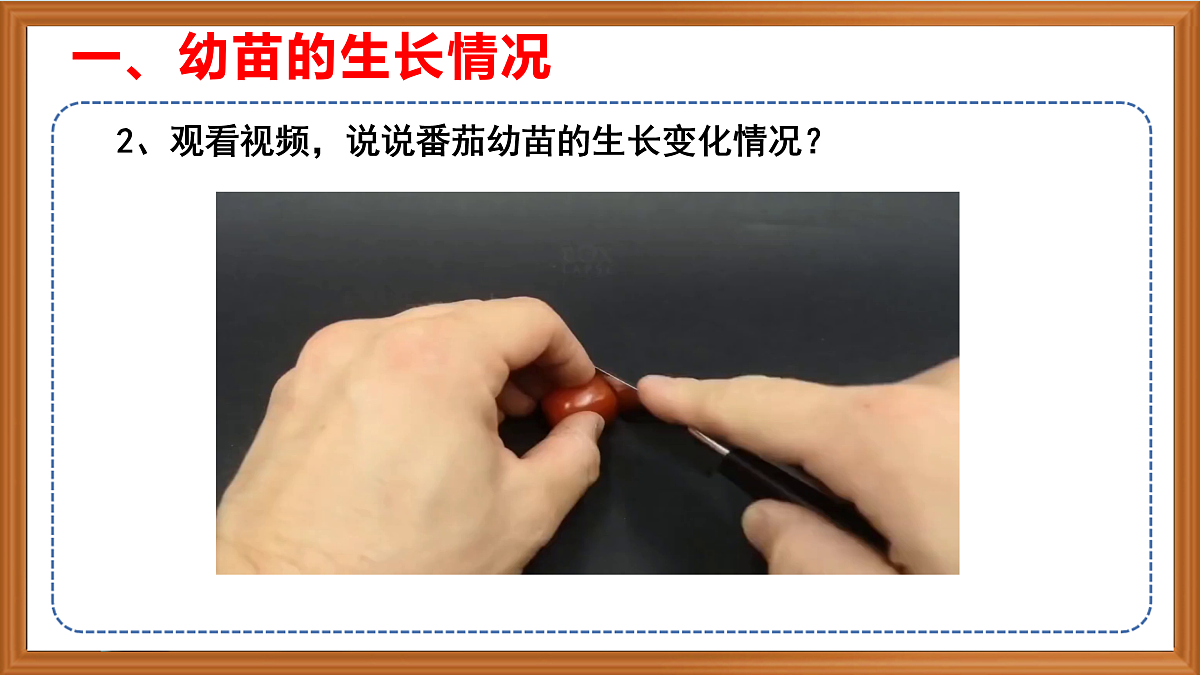 苏教版小学科学三年级下册第一单元《6.幼苗长大了》课件+作业设计+视频第5页