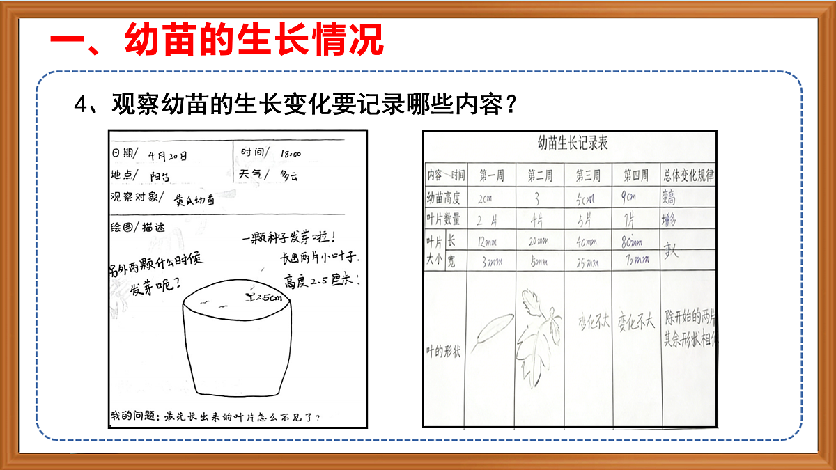 苏教版小学科学三年级下册第一单元《6.幼苗长大了》课件+作业设计+视频第8页