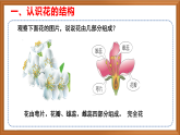 苏教版小学科学三下第二单元《7 植物开花了》课件+教案+视频