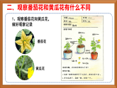 苏教版小学科学三下第二单元《7 植物开花了》课件+教案+视频