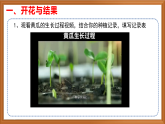 苏教版小学科学三下第二单元《8 植物结果了》课件+教案+视频