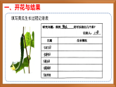 苏教版小学科学三下第二单元《8 植物结果了》课件+教案+视频