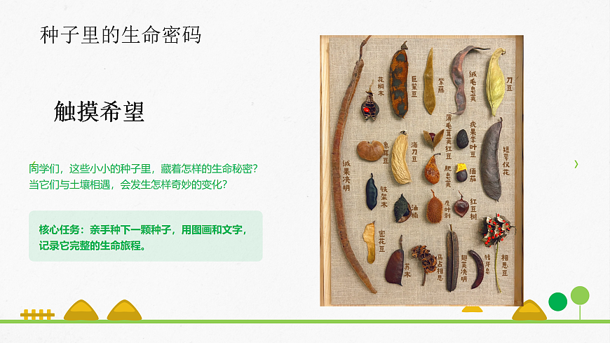 一粒种子的生命旅程第6页