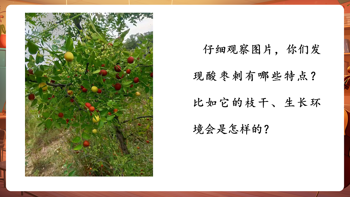 【新教材】人音版音乐二年级下册第二单元-《酸枣刺》-课件第5页