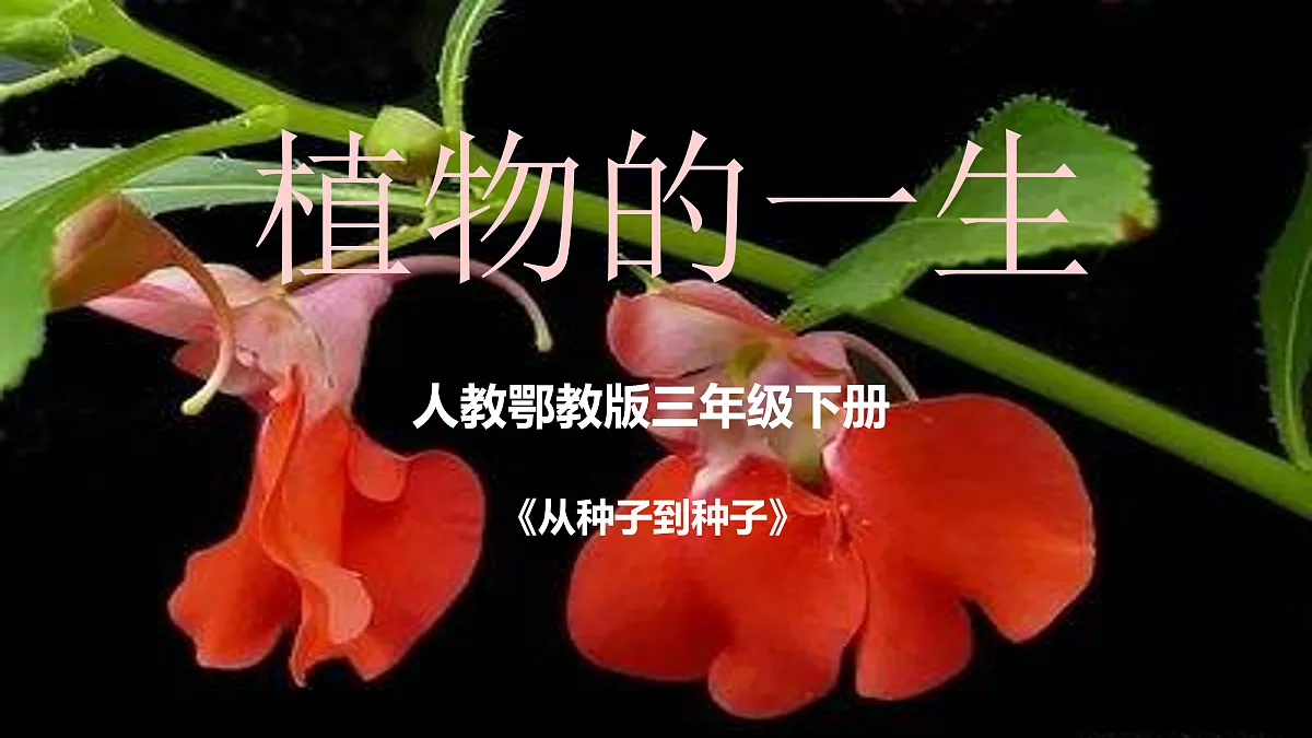 植物的一生》课件+实验视频第1页