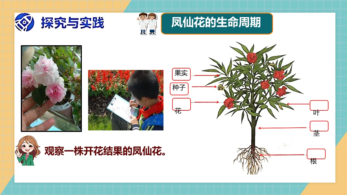 植物的一生》课件+实验视频第3页