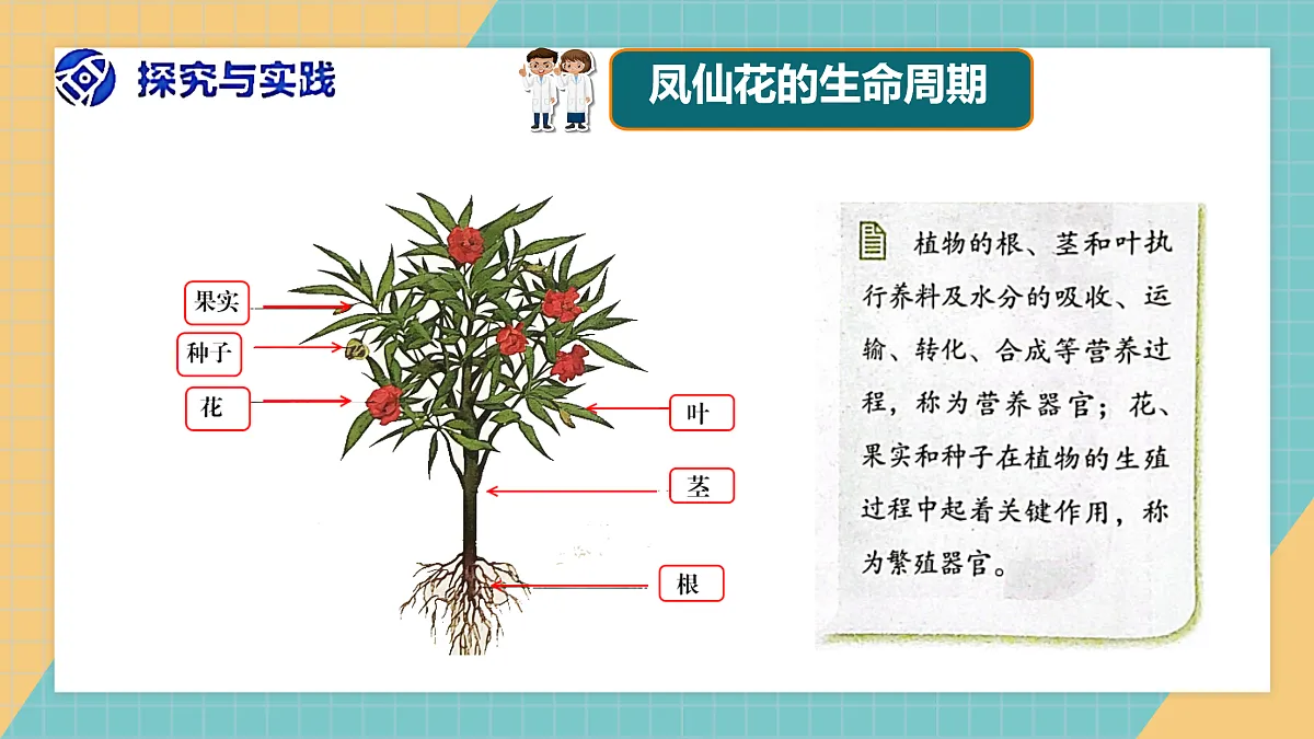 植物的一生》课件+实验视频第4页