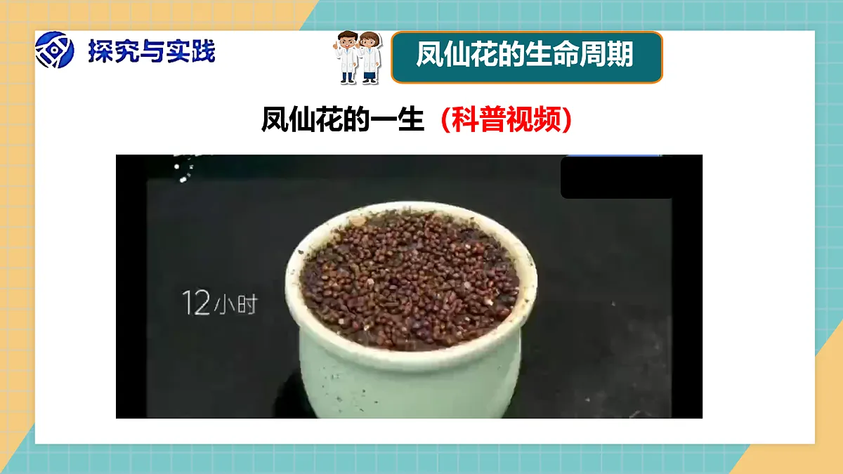 植物的一生》课件+实验视频第5页