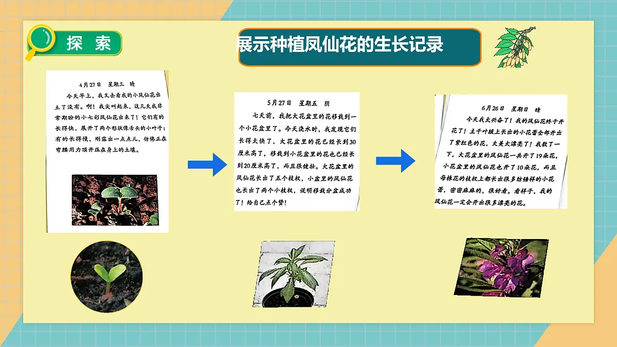 植物的一生》课件+实验视频第7页