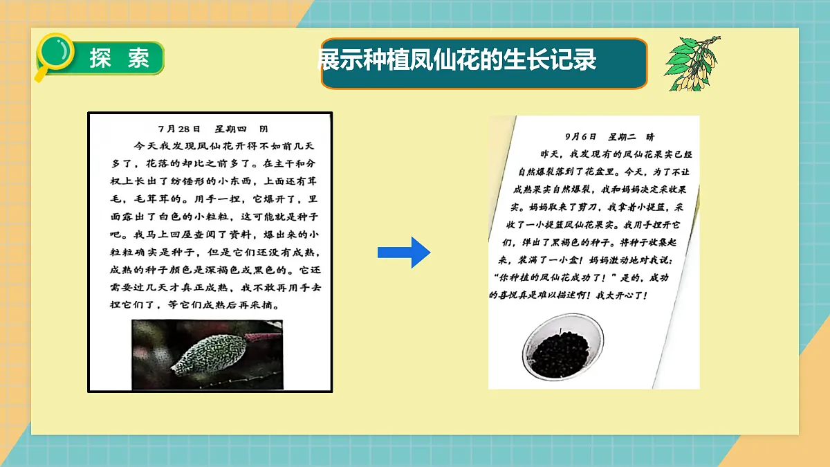 植物的一生》课件+实验视频第8页