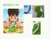 2.4幼蚕在生长PPT课件-2026年春小学科学教科版（2024）三年级下册