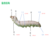 2.4幼蚕在生长PPT课件-2026年春小学科学教科版（2024）三年级下册