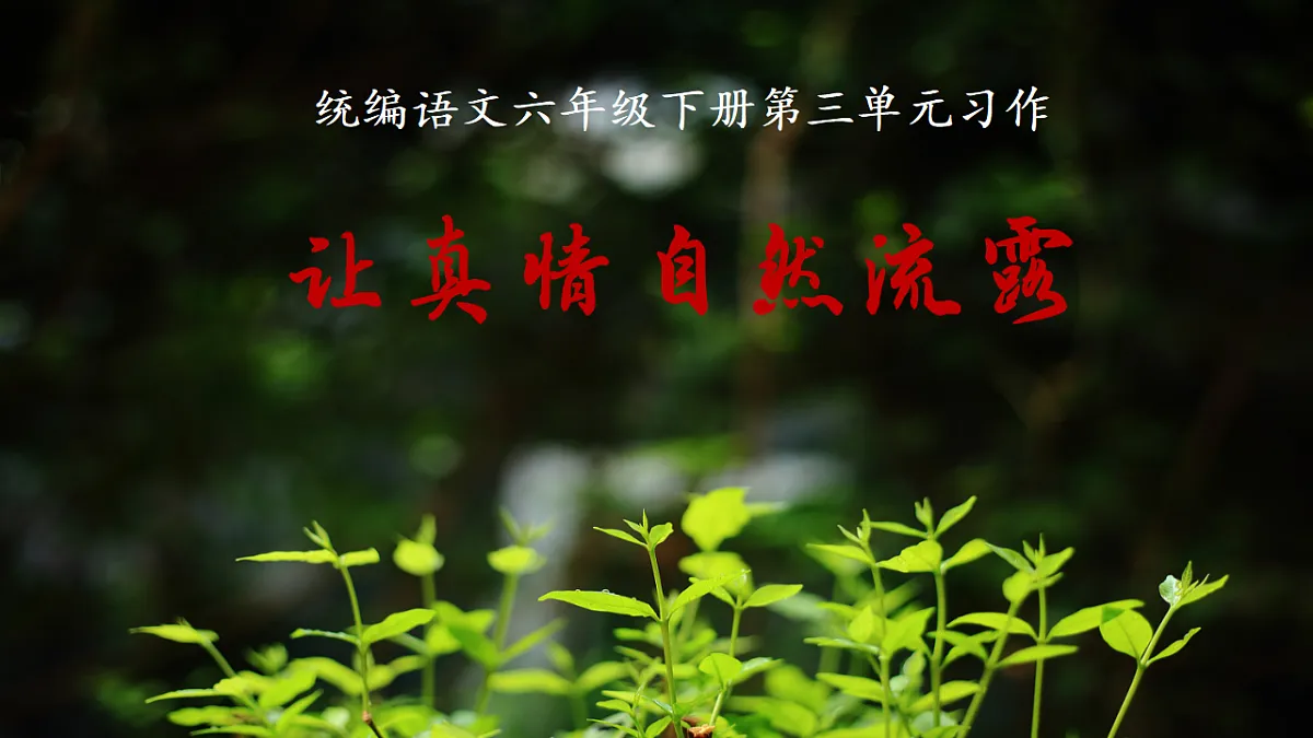 【课件】统编六下第3单元习作《让真情自然流露》第3页