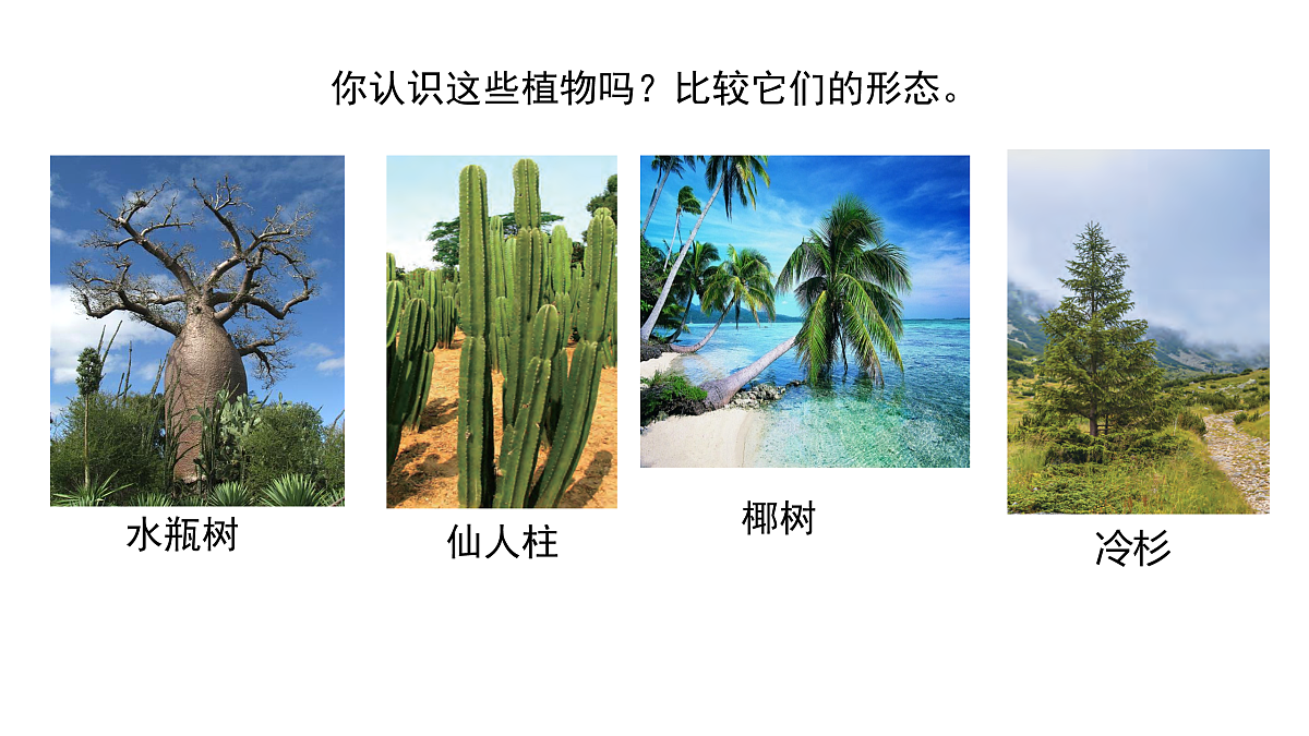 3.9《形态各异的植物》 课件 -2025-2026学年科学三年级下册苏教版第2页