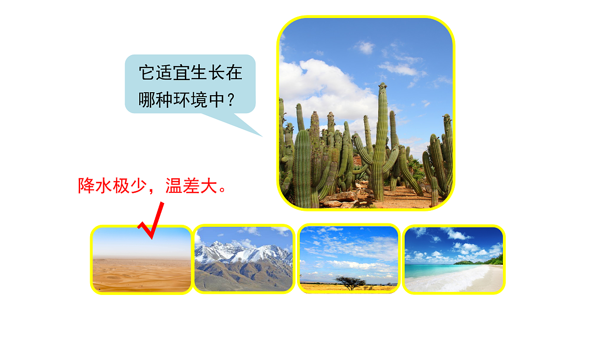 3.9《形态各异的植物》 课件 -2025-2026学年科学三年级下册苏教版第5页