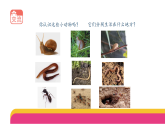 4-11《动物生存需要什么》(课件)2025-2026学年苏教版二年级科学下册