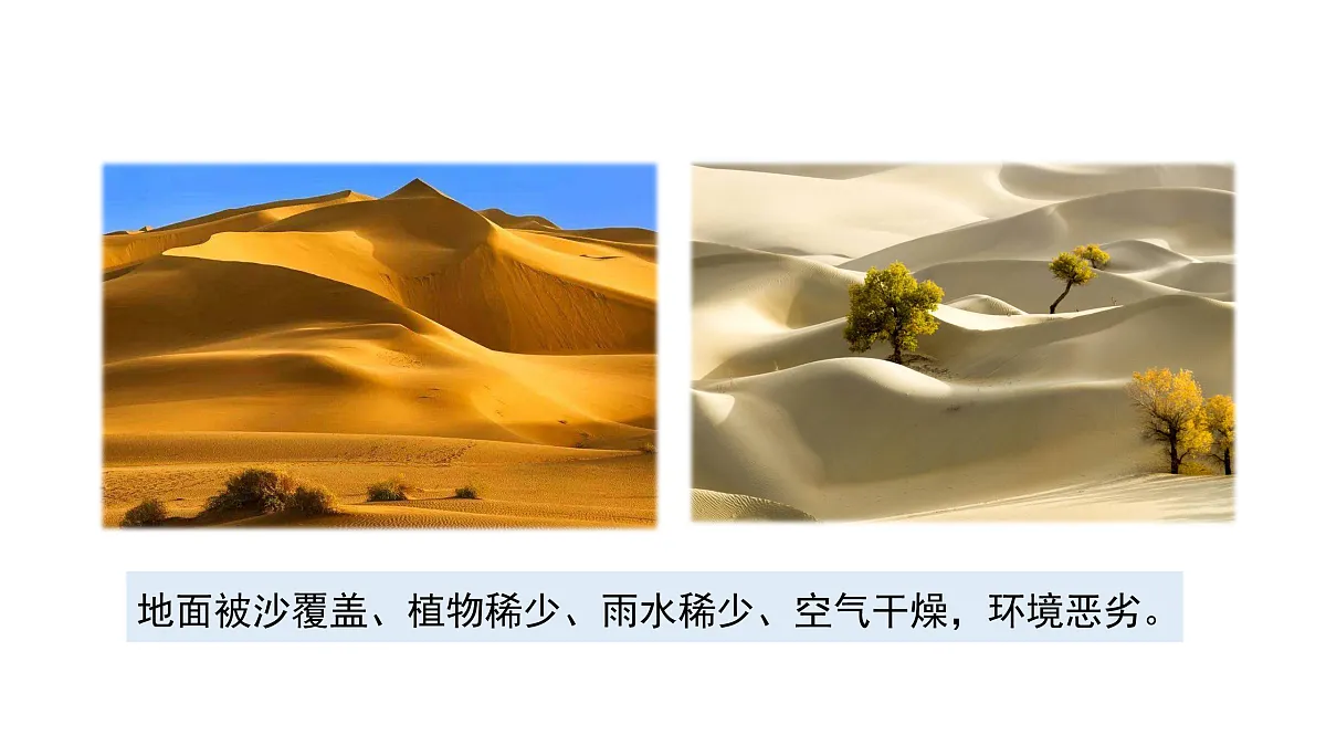 3.11《沙漠里的植物》 课件 -2025-2026学年科学三年级下册苏教版第2页