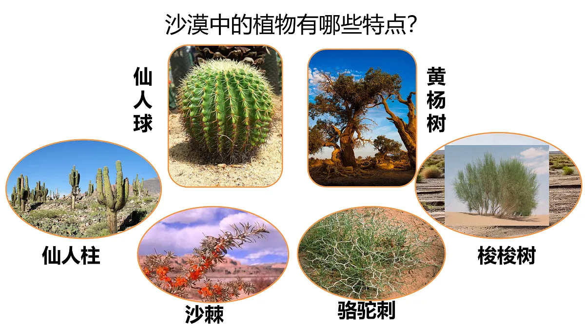 3.11《沙漠里的植物》 课件 -2025-2026学年科学三年级下册苏教版第3页